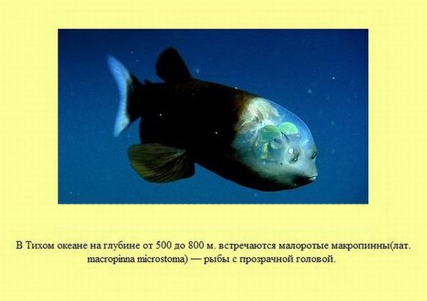Любопытные факты обо всем на свете