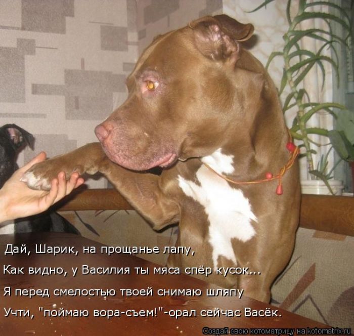 Лучшие котоматрицы недели