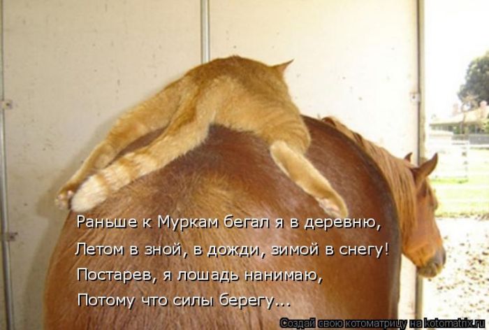 Лучшие котоматрицы недели