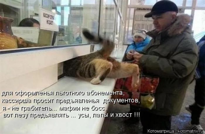 Лучшие котоматрицы недели