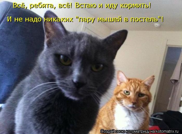 Лучшие котоматрицы недели