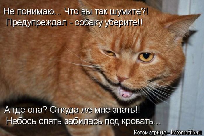 Лучшие котоматрицы недели