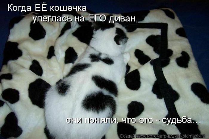 Лучшие котоматрицы недели