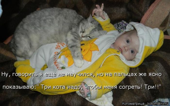 Лучшие котоматрицы недели