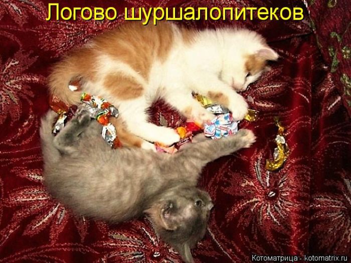 Лучшие котоматрицы недели