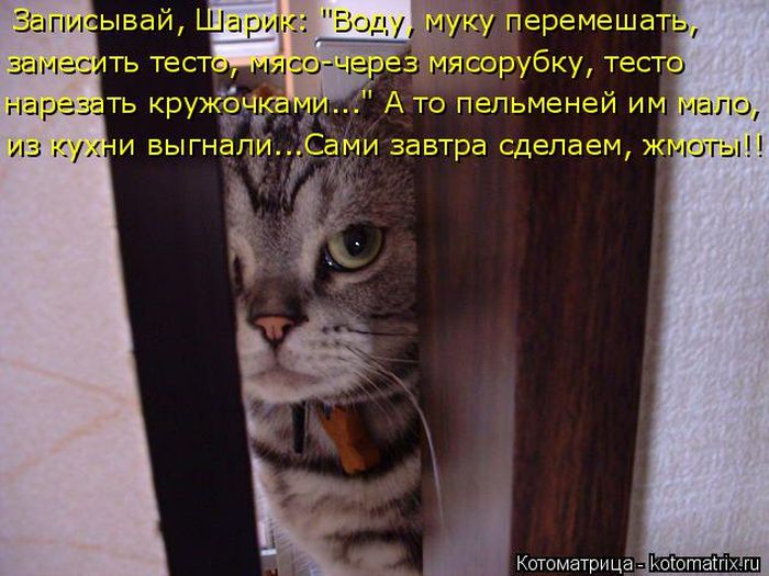 Лучшие котоматрицы недели