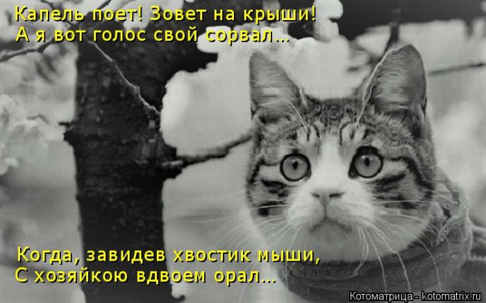 Лучшие котоматрицы недели