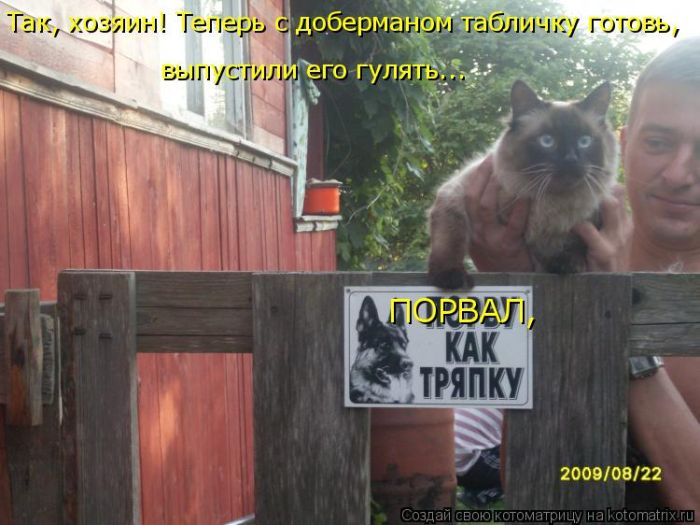 Лучшие котоматрицы недели