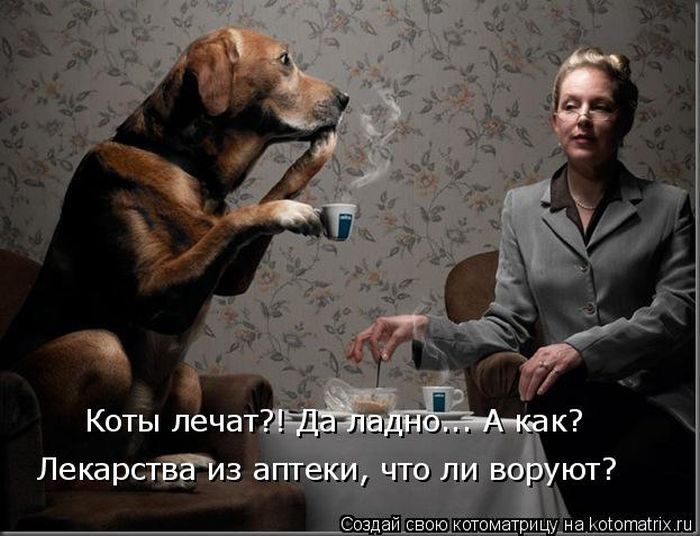 Лучшие котоматрицы недели