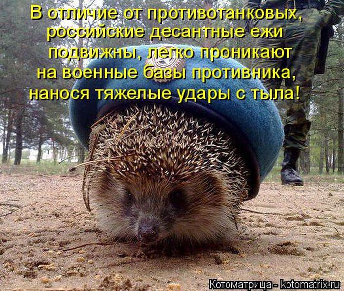 Лучшие котоматрицы недели