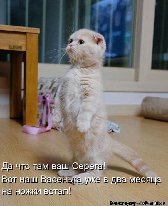Лучшие котоматрицы недели