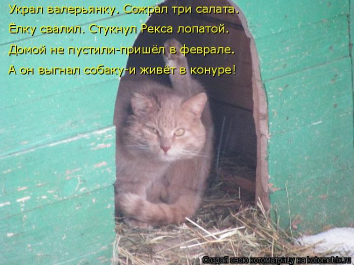 Лучшие котоматрицы недели