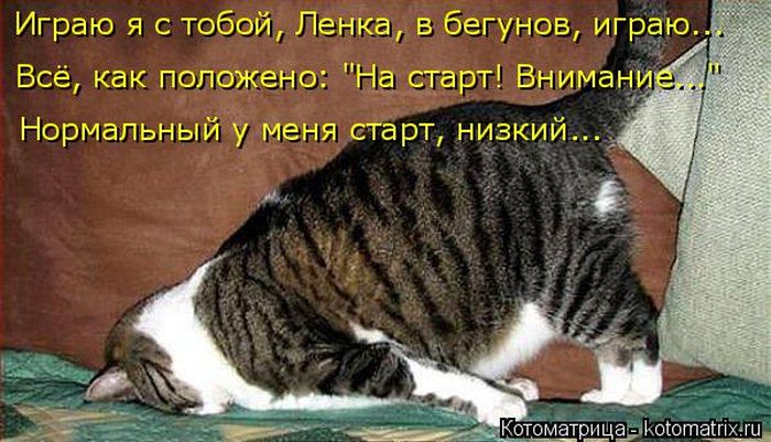 Лучшие котоматрицы недели
