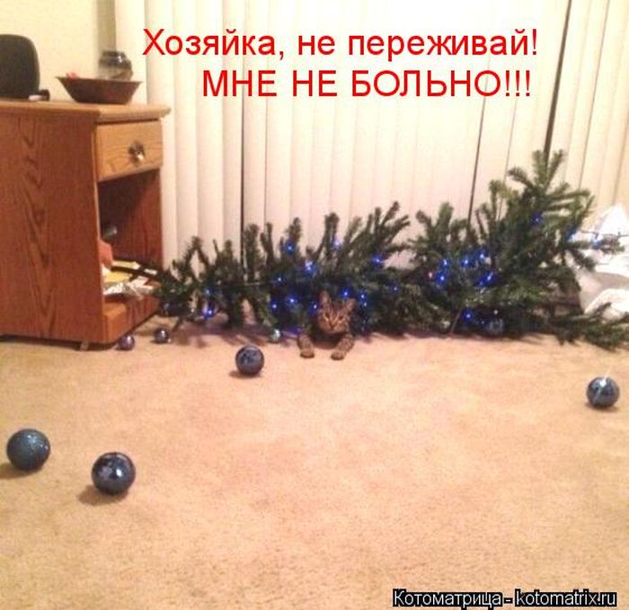 Лучшие котоматрицы недели