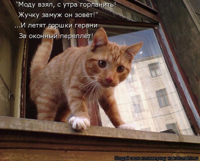 Лучшие котоматрицы недели