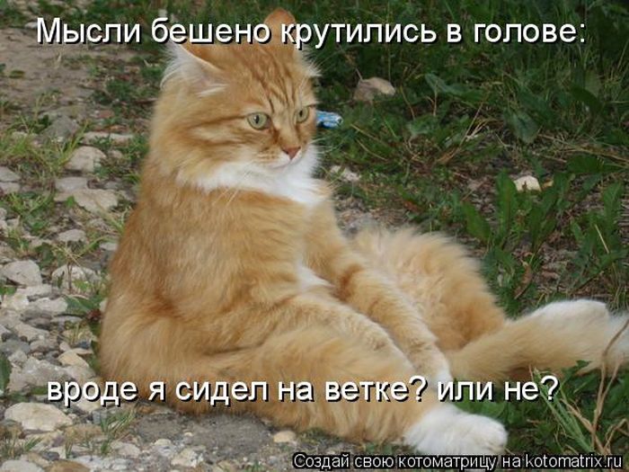 Лучшие котоматрицы недели