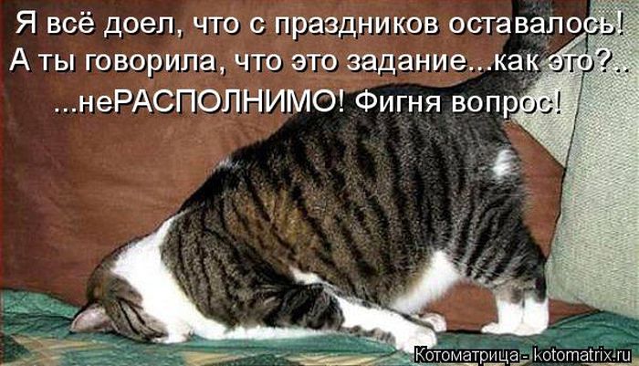 Лучшие котоматрицы недели