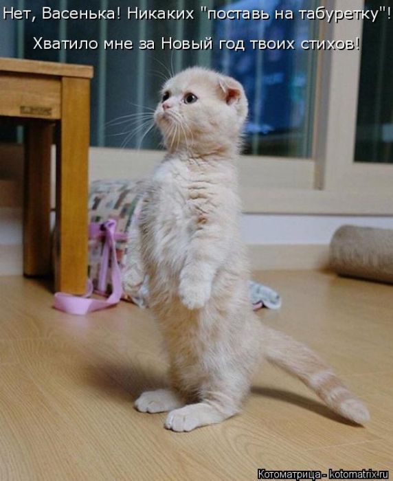 Лучшие котоматрицы недели