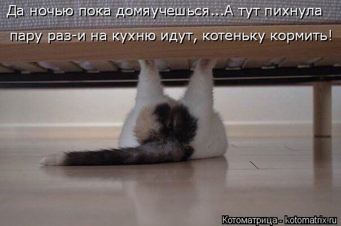 Лучшие котоматрицы недели