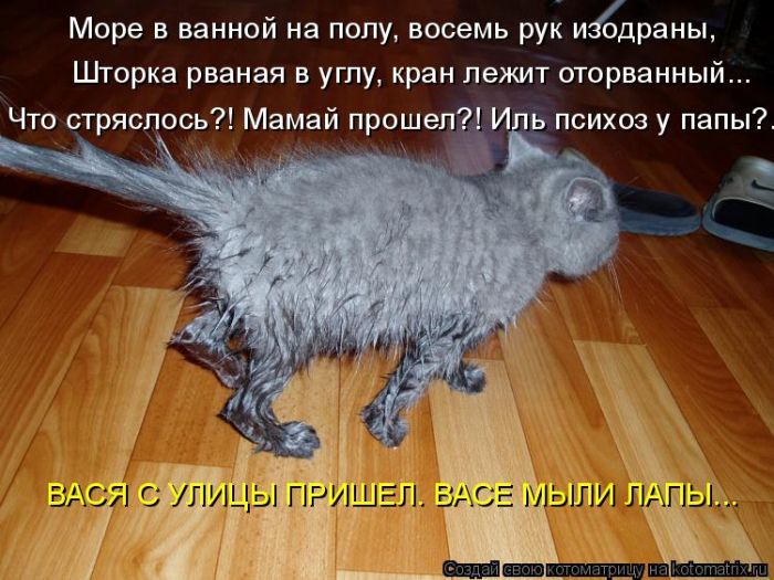 Лучшие котоматрицы недели