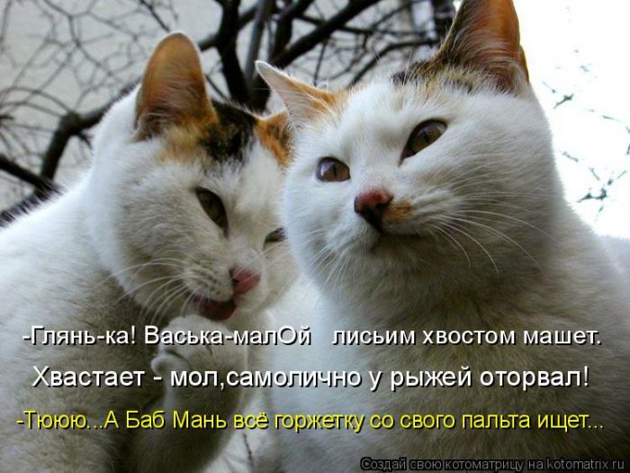 Лучшие котоматрицы недели