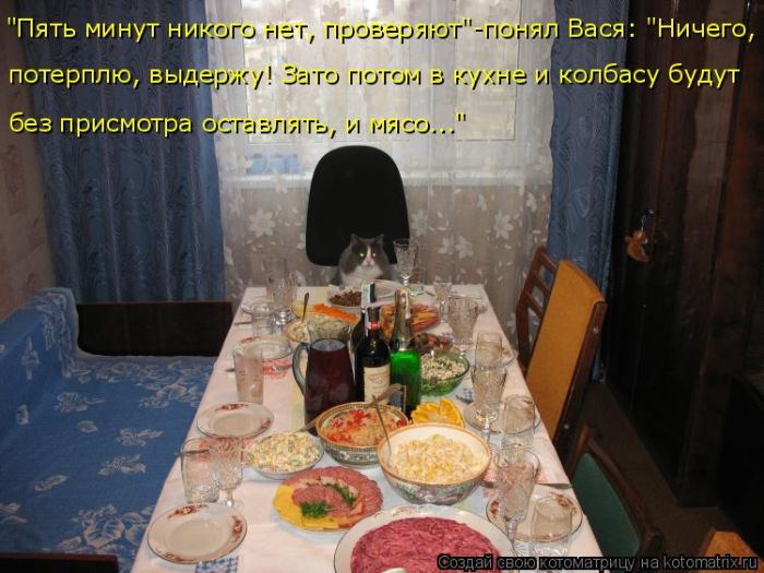 Лучшие котоматрицы недели