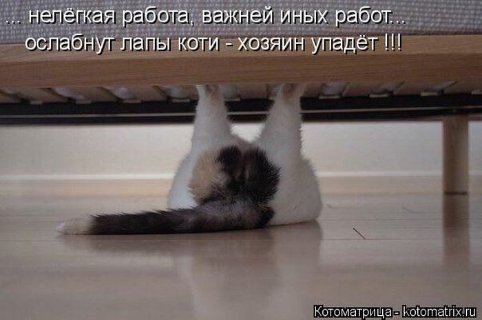 Лучшие котоматрицы недели