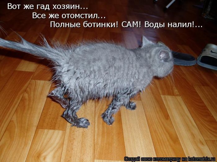 Лучшие котоматрицы недели