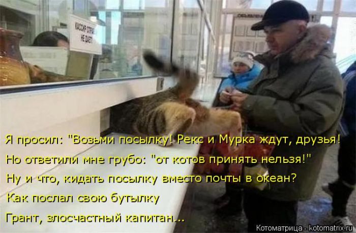 Лучшие котоматрицы недели