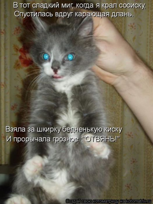 Лучшие котоматрицы недели