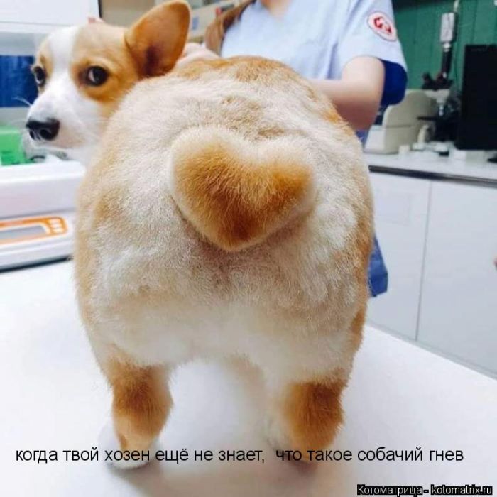 Лучшие котоматрицы недели