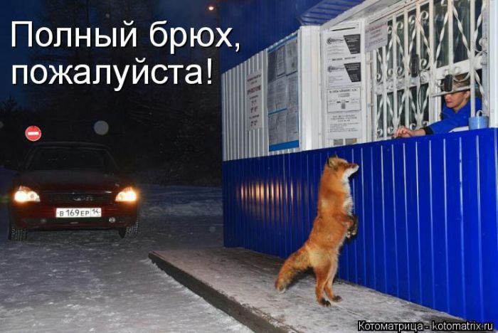 Лучшие котоматрицы недели