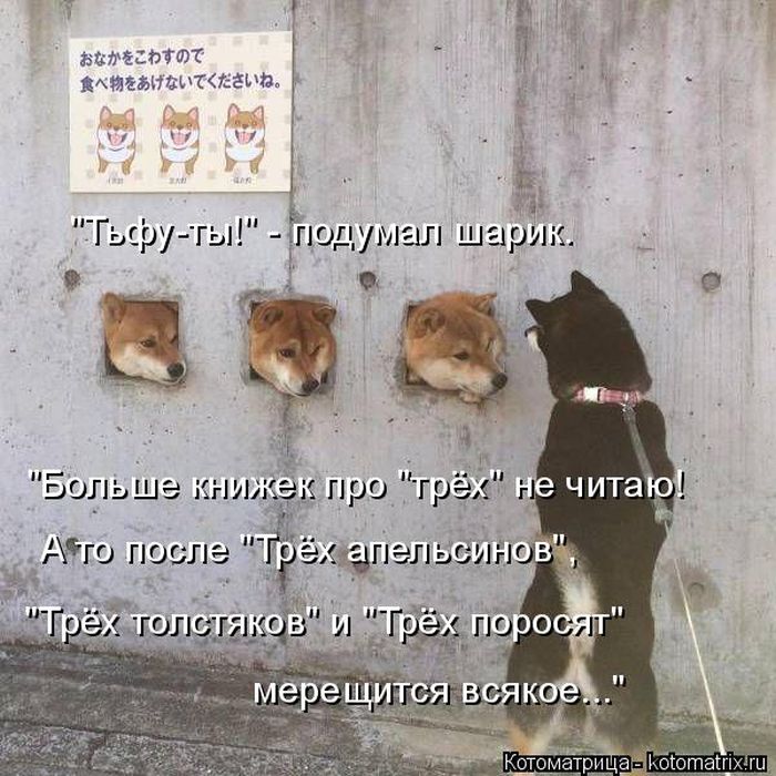 Лучшие котоматрицы недели