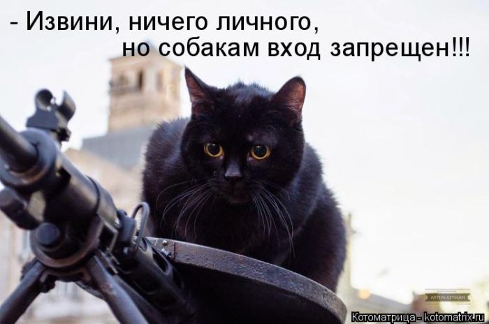 Лучшие котоматрицы недели