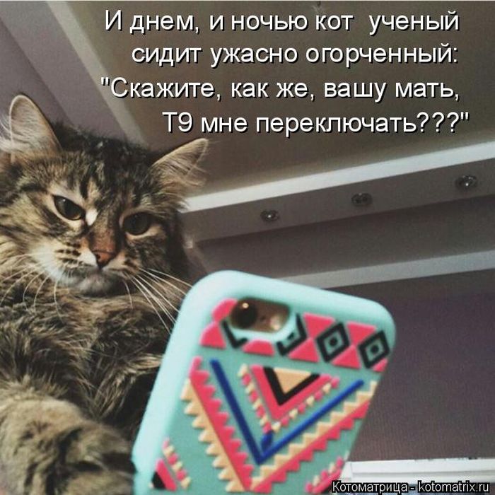 Лучшие котоматрицы недели