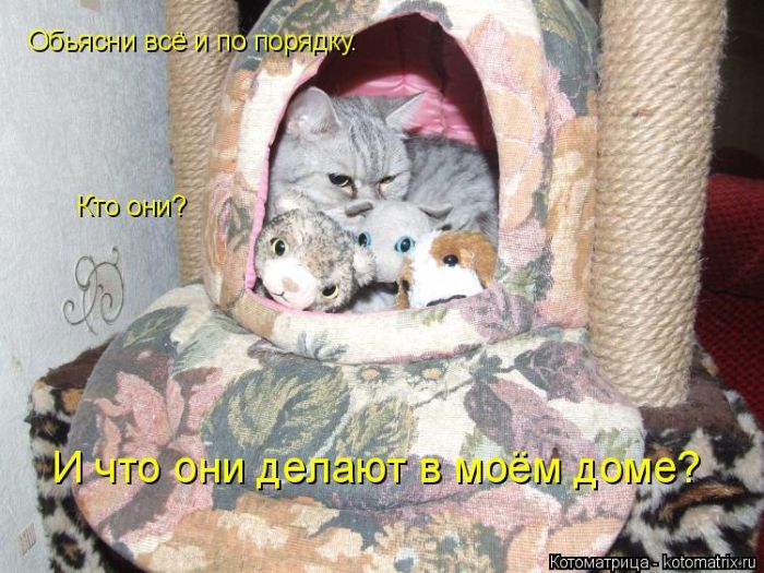 Лучшие котоматрицы недели