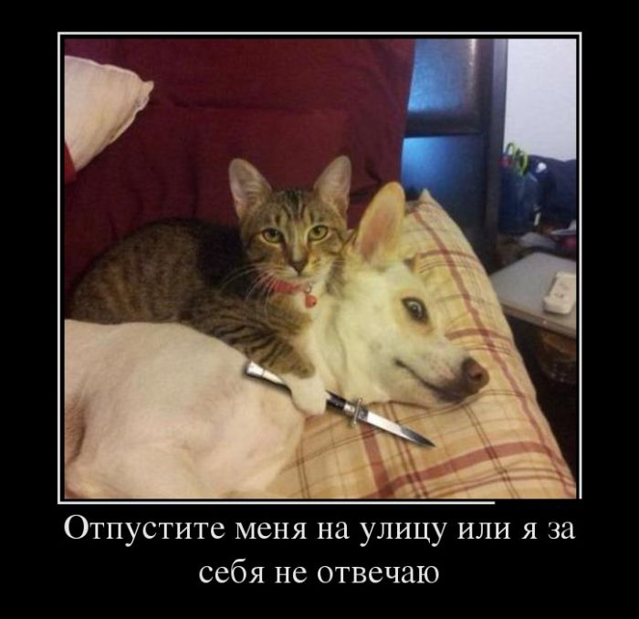 Демотиваторы