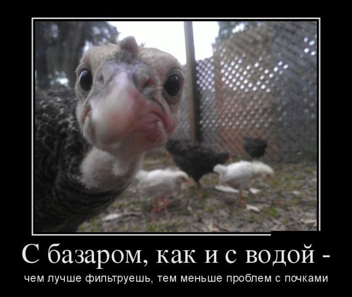 Демотиваторы