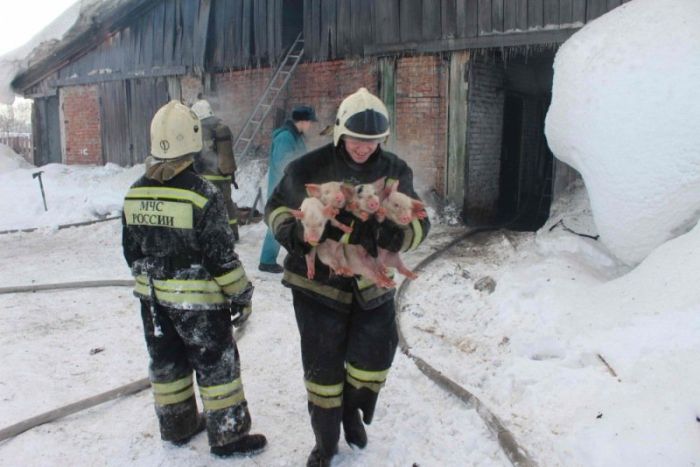 Томские пожарные вытащили более ста поросят из горящего свинарника