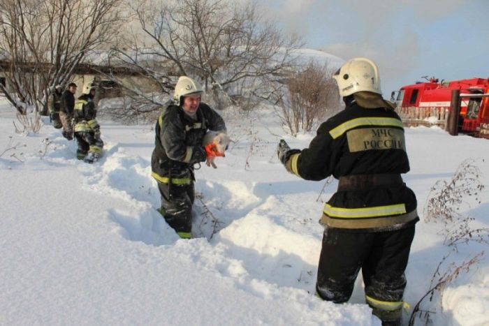Томские пожарные вытащили более ста поросят из горящего свинарника