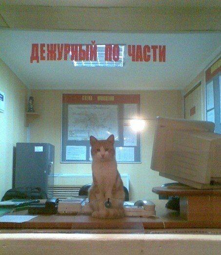 Прикольные картинки