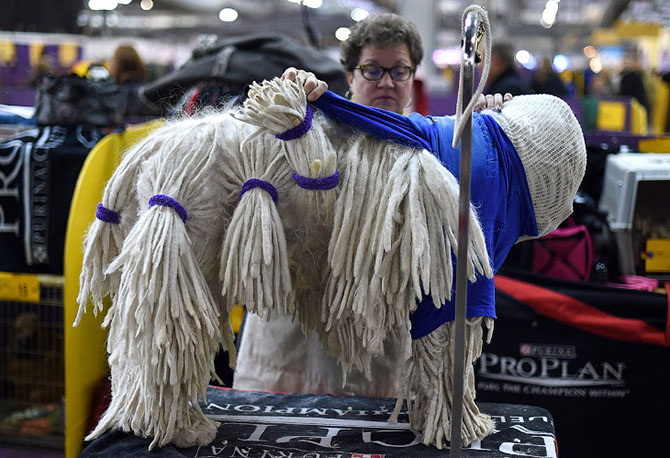 Как проходит выставка собак Westminster Kennel Club 2015 Как проходит выставка собак Westminster Kennel Club 2015