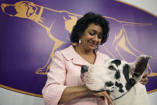 Как проходит выставка собак Westminster Kennel Club 2015 Как проходит выставка собак Westminster Kennel Club 2015