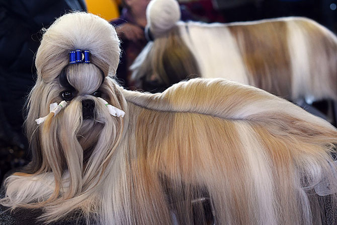 Как проходит выставка собак Westminster Kennel Club 2015 Как проходит выставка собак Westminster Kennel Club 2015