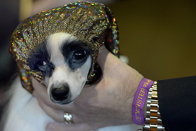 Как проходит выставка собак Westminster Kennel Club 2015 Как проходит выставка собак Westminster Kennel Club 2015
