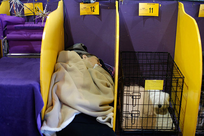 Как проходит выставка собак Westminster Kennel Club 2015 Как проходит выставка собак Westminster Kennel Club 2015
