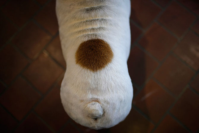 Как проходит выставка собак Westminster Kennel Club 2015 Как проходит выставка собак Westminster Kennel Club 2015