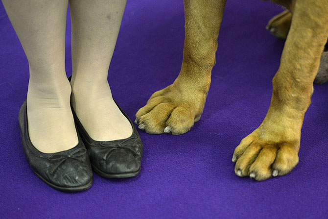 Как проходит выставка собак Westminster Kennel Club 2015 Как проходит выставка собак Westminster Kennel Club 2015