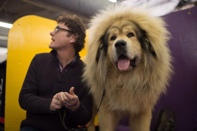 Как проходит выставка собак Westminster Kennel Club 2015 Как проходит выставка собак Westminster Kennel Club 2015