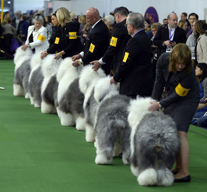Как проходит выставка собак Westminster Kennel Club 2015 Как проходит выставка собак Westminster Kennel Club 2015